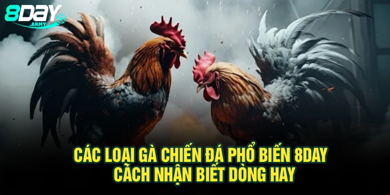 Các Loại Gà Chiến Đá Phổ Biến 8Day - Cách Nhận Biết Dòng Hay