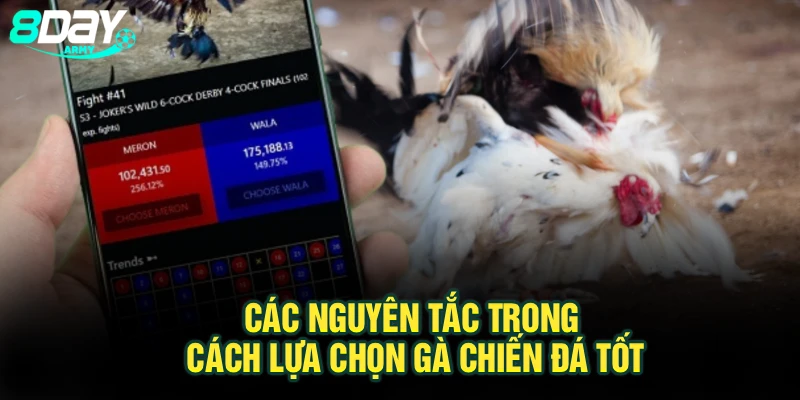 Các nguyên tắc trong cách lựa chọn gà chiến đá tốt