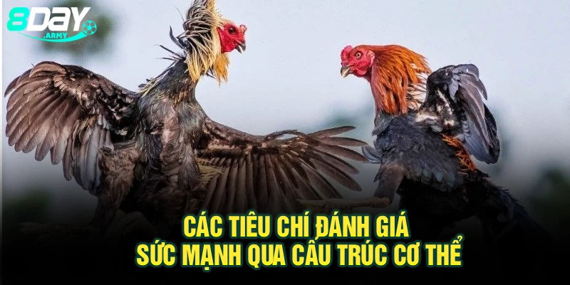 Các tiêu chí đánh giá sức mạnh qua cấu trúc cơ thể