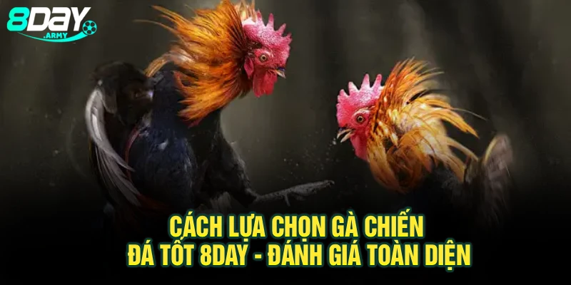 Cách Lựa Chọn Gà Chiến Đá Tốt 8Day - Đánh Giá Toàn Diện
