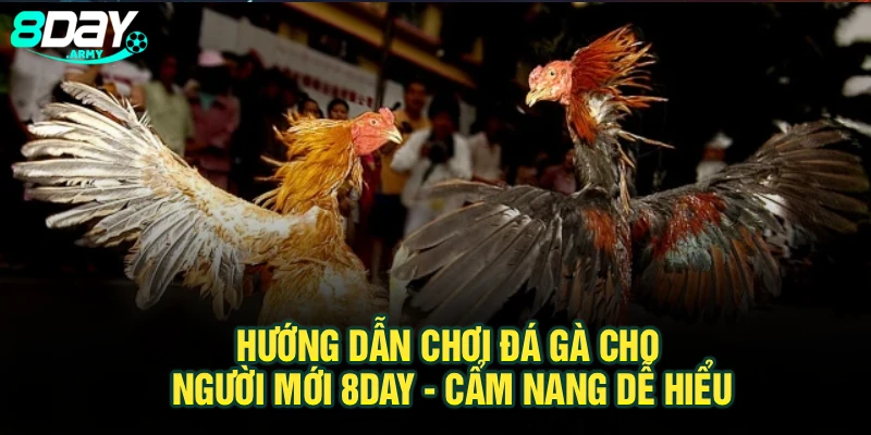 Hướng Dẫn Chơi Đá Gà Cho Người Mới 8Day - Cẩm Nang Dễ Hiểu