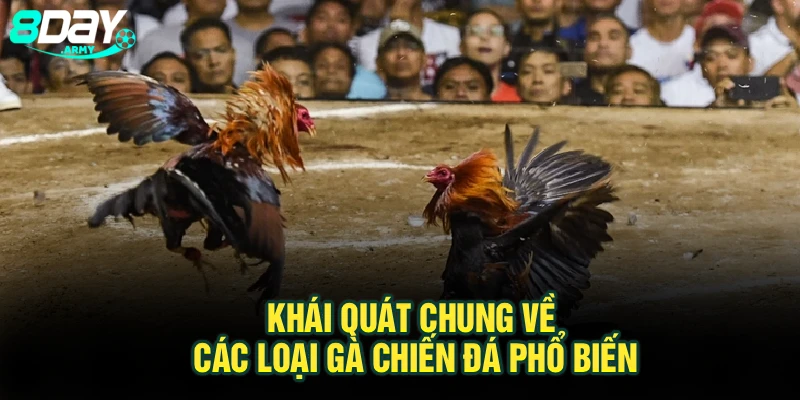 Khái quát chung về các loại gà chiến đá phổ biến