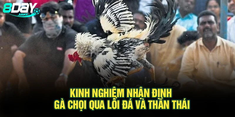 Kinh nghiệm nhận định gà chọi qua lối đá và thần thái