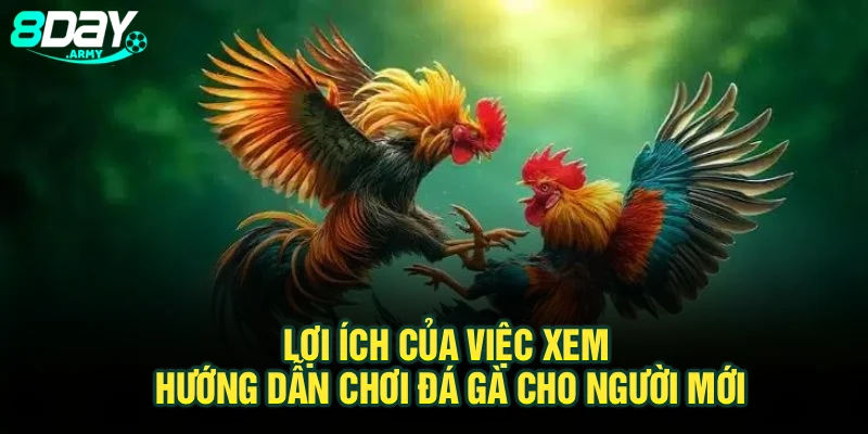 Lợi ích của việc xem hướng dẫn chơi đá gà cho người mới