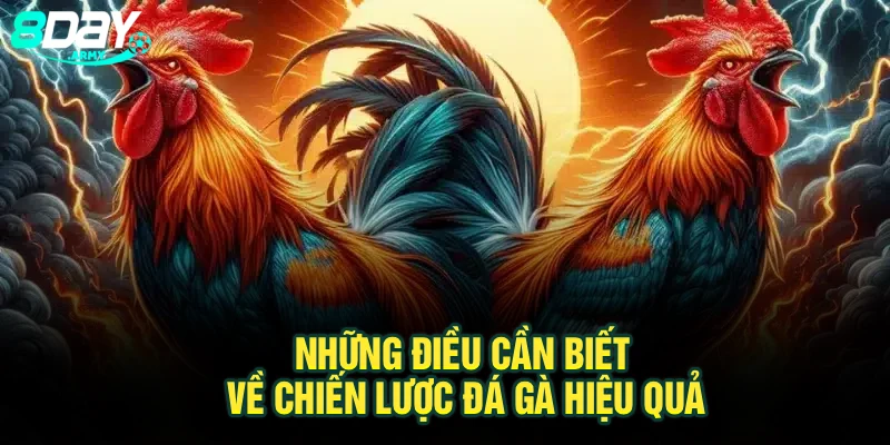 Những điều cần biết về chiến lược đá gà hiệu quả